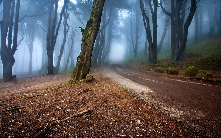 Mysterious, Forest, Mist, Road, Morning, Nature, mysterious, forest, mist, road, morning, HD wallpaper