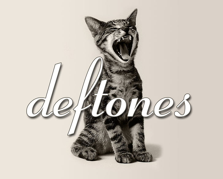 silberne Tabbykatze, Band (Musik), Deftones, HD-Hintergrundbild