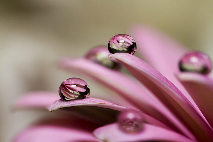 purple petals with water drop during daytime, Natural, Marbles, purple, petals, water drop, daytime, Refraction, Macro, Marble, DOF, Bokeh, Indoors, Tabletop, Photography, Valentine, Manic, nature, close-up, drop, plant, dew, HD wallpaper