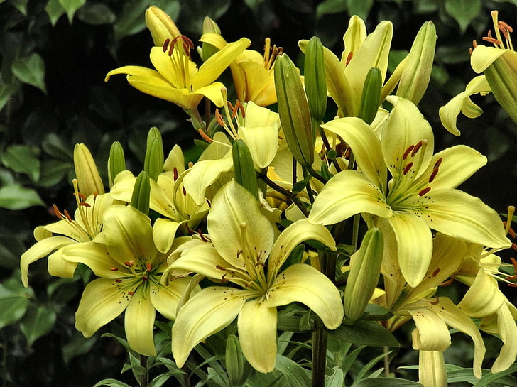 yellow lily flowers, lilies, yellow, flowers, buds, close-up, HD wallpaper