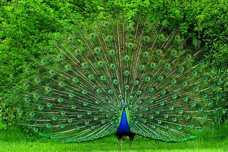 นกยูงรูปภาพเย็นสวยงามนกยูงสัตว์, วอลล์เปเปอร์ HD HD wallpaper