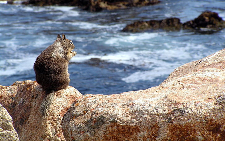 Esquilo em uma rocha, esquilo, HD papel de parede