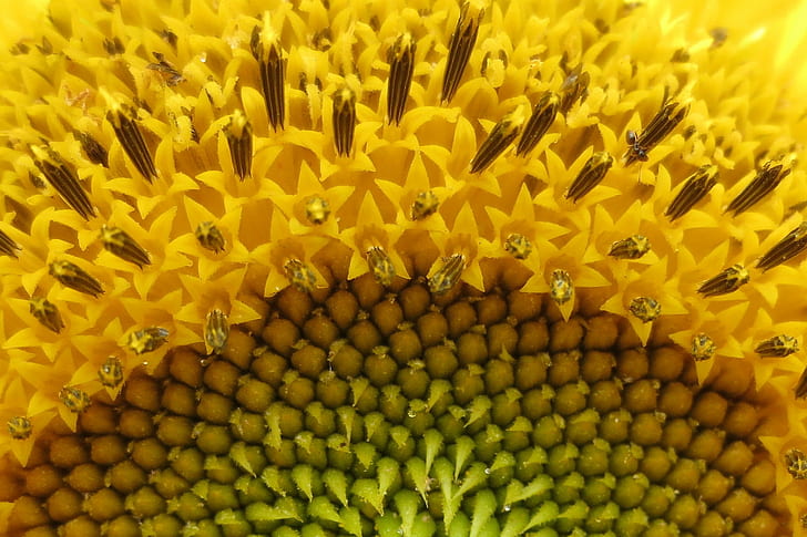 närbild av gul kronblomma, solros, myra, solros, myra, solros, centrum, närbild, gul, blomma, insekt, makro, måndagar, måndag, fylla, ram, myra, natur, jordbruk, växt, sommar, kronblad, närbild, utsäde, pollen, bakgrunder, skönhet i naturen, blomma huvud, HD tapet