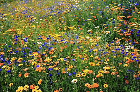 сини, бели и бели цветя, маргаритки, метличина, цветя, поляна, лято, природа, HD тапет HD wallpaper