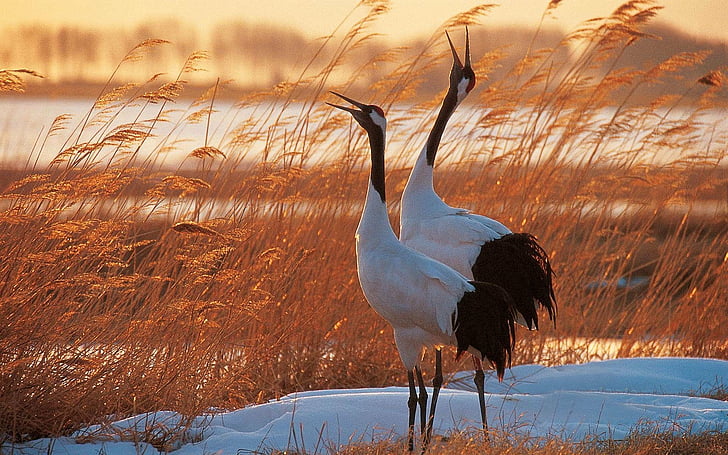 Birds, Red-crowned Crane, HD wallpaper