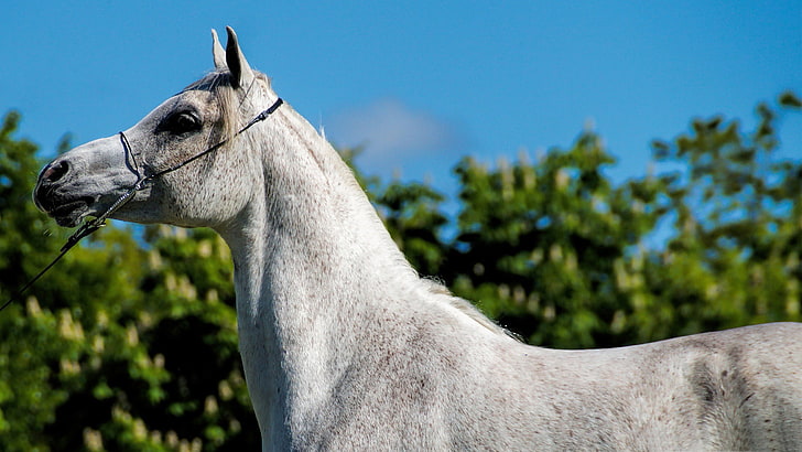 arabian horse-Animal Photo Wallpaper, white horse, HD wallpaper