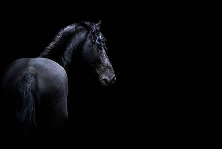 الحصان الأسود ، الظلام ، الحيوانات ، الحصان، خلفية HD