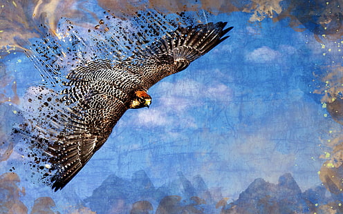 falcon, HD wallpaper HD wallpaper