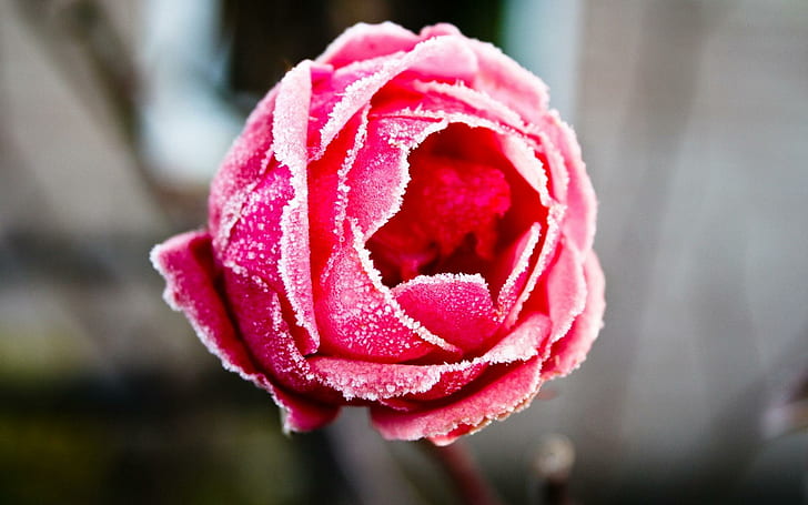 The Frozen Rose, red rose, frozen, rose, pink, flower, nature, pretty, nature and landscapes, HD wallpaper