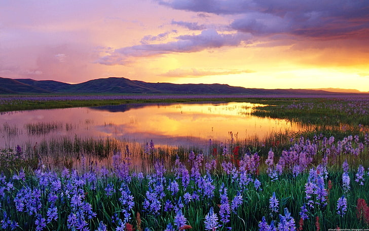 лилаво лавандулово цвете поле, цветя, езеро, планини, вечер, поляна, HD тапет