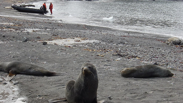 seals, wildlife, marine mammal, harbor seal, HD wallpaper