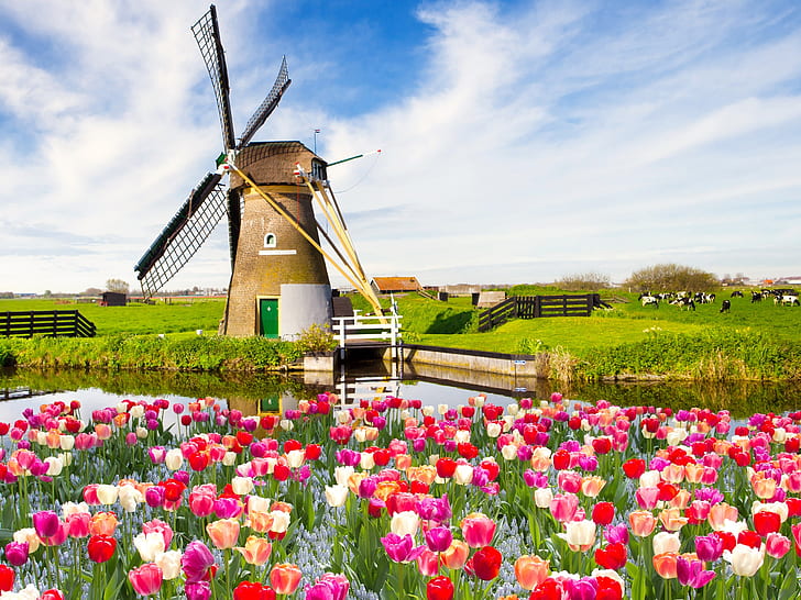Flores blancas rojas, tulipanes, primavera, campos, molino de viento, rojo, blanco, flores, tulipanes, primavera, campos, molino de viento, Fondo de pantalla HD