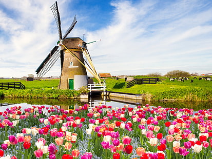 Red white flowers, tulips, spring, fields, windmill, Red, White, Flowers, Tulips, Spring, Fields, Windmill, HD wallpaper HD wallpaper