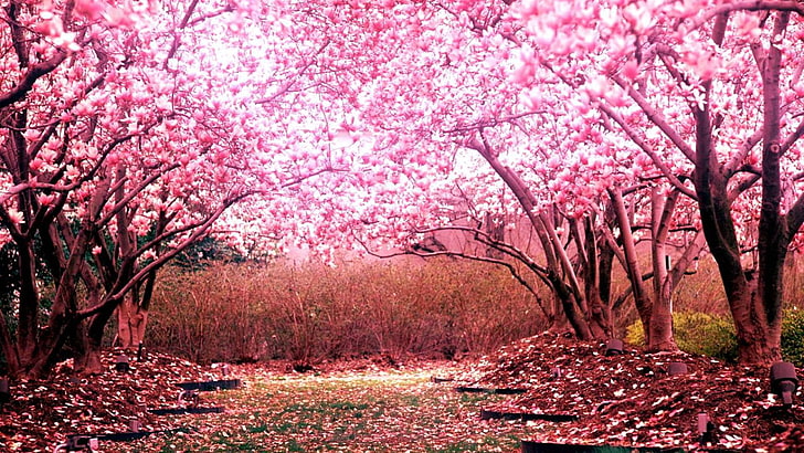 Schöne Kirschblütenbäume, HD-Hintergrundbild