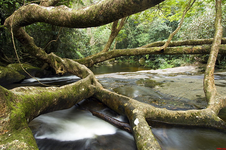 la nature, les ruisseaux, la mousse, la nature sauvage, tronc d'arbre, Fond d'écran HD