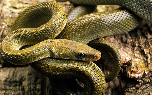 Tiere, Schlange, Natur, Reptilien, HD-Hintergrundbild HD wallpaper