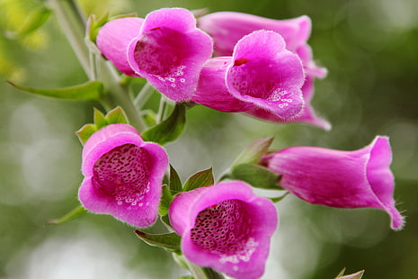 fotografi av rosa kronbladblomma, hårig, räv, handskar, fotografi, kronblad, blommablomma, fingerhandske, digitalis, prickig, lila, solsken, närbild, natur, växt, blomma, orkidé, rosa Färg, blommahuvud, friskhet, skönhet I naturen, botanik, HD tapet HD wallpaper