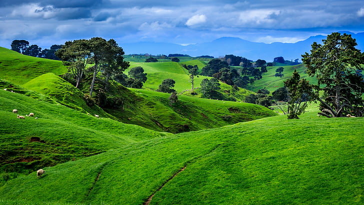får, lamm, gräsmark, natur, Nya Zeeland, högland, grön, kulle, himmel, bete, bergslandskap, bete, fält, gräs, landsbygd, träd, HD tapet