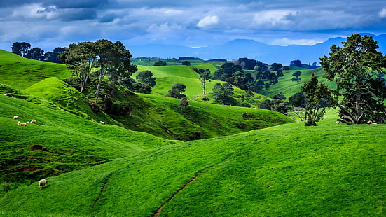 овца, агнешко, пасища, природа, Нова Зеландия, планина, зелен, хълм, небе, паша, планински пейзаж, пасище, ​​поле, трева, селски район, дърво, HD тапет HD wallpaper