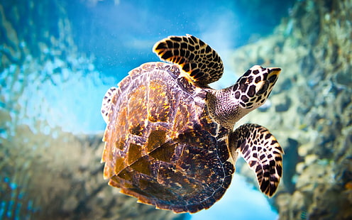 Sköldpadda, närbild, under vattnet, djur, sköldpadda, närbild, under vattnet, HD tapet HD wallpaper
