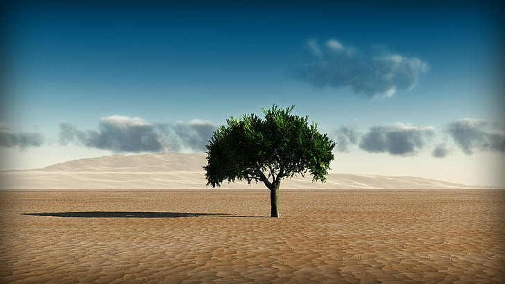 green tree in the middle of desert, Background, green tree, middle, desert, to Use, nature, sand, tree, dry, sky, landscape, HD wallpaper