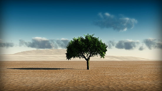 green tree in the middle of desert, Background, green tree, middle, desert, to Use, nature, sand, tree, dry, sky, landscape, HD wallpaper HD wallpaper