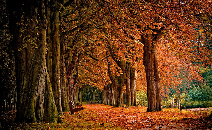 Park, Autumn HD Wallpaper, brown tree, Seasons, Autumn, Park, HD wallpaper
