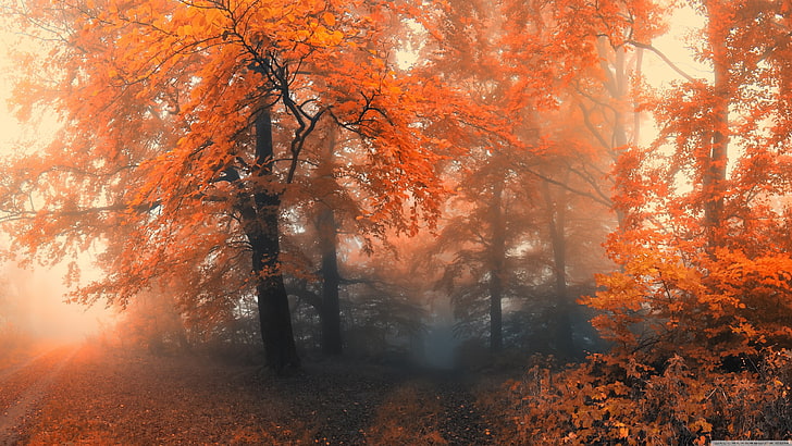árvores de folhas alaranjadas, árvores laranja e pretas, natureza, árvores, marca d'água, outono, floresta, folhas, HD papel de parede