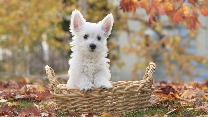 White dog in basket, autumn, leaves, white spitz puppy, White, Dog, Basket, Autumn, Leaves, HD wallpaper