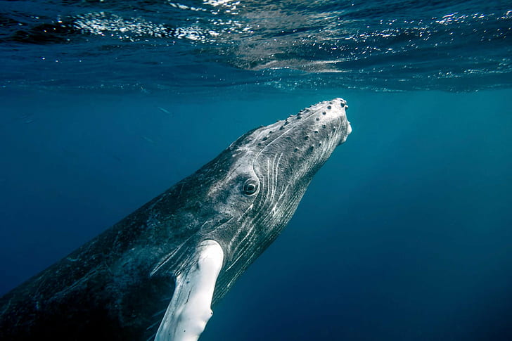 balena grigia sotto il corpo d'acqua, Preferito, Fotografie, balena grigia, spo d'acqua, meglio, christopher michel, epico, mare, animale, natura, balena, sott'acqua, fauna selvatica, megattera, mammifero, Sfondo HD