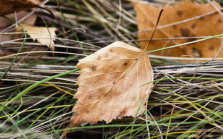 коричневый лист, лист, природа, макро, сухой, HD обои