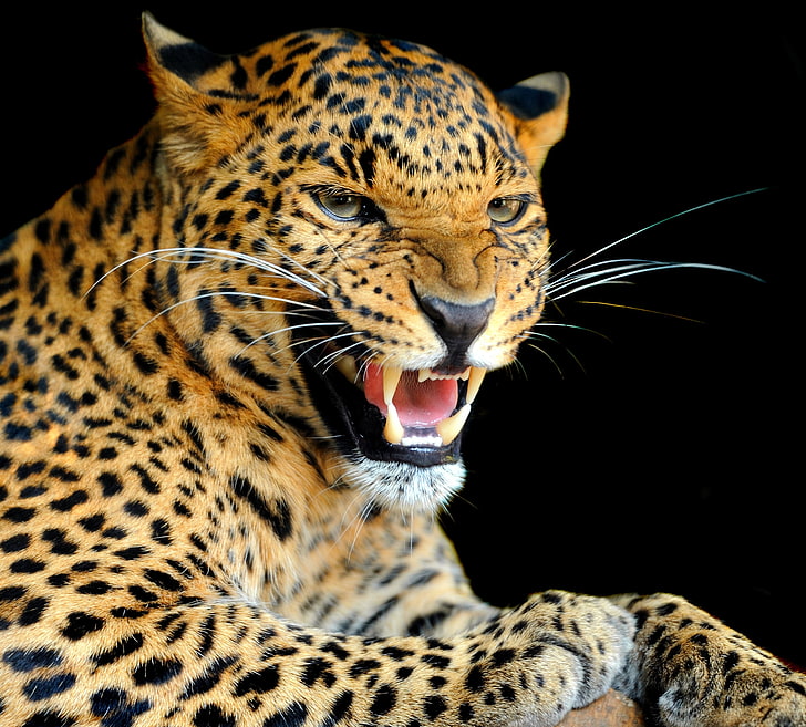 adult brown leopard, look, background, predator, leopard, color, wild cat, growl, HD wallpaper