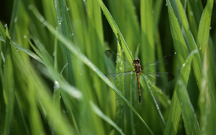 brown dragonfly, insect, flying, grass, HD wallpaper