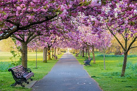 árboles, flores, banco, parque, primavera, Sakura, floración, rosa, flor, árbol, cereza, Fondo de pantalla HD HD wallpaper