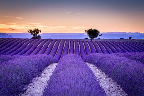лилаво лавандулово поле, поле, Франция, редиците, лавандула, Прованс, HD тапет HD wallpaper