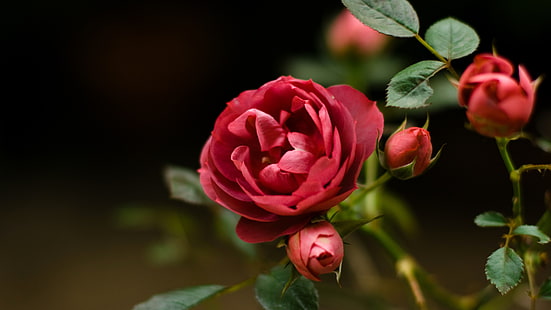 rote Rose, Rose, Blumen, Pflanzen, HD-Hintergrundbild HD wallpaper