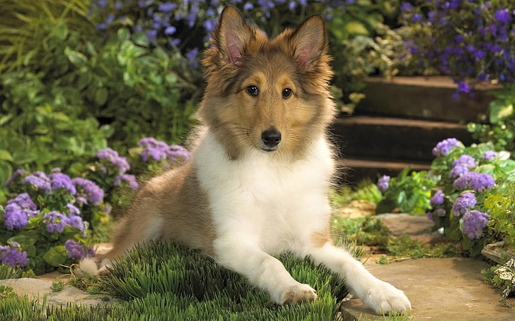 adult rough collie, dog, collie, puppy, down, flowers, HD wallpaper