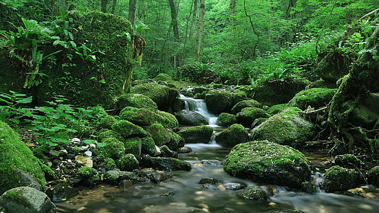 леса, пейзажи, реки, вода, HD обои HD wallpaper