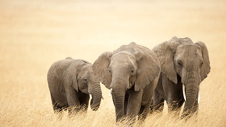 alam, gajah, binatang, Wallpaper HD
