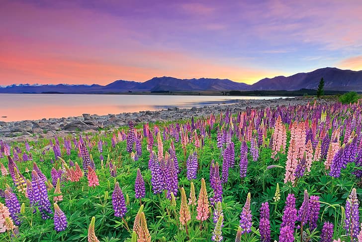 flowers, mountains, lake, New Zealand, Lake Tekapo, lupins, Southern Alps, HD wallpaper