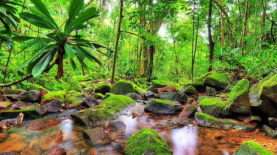 растительность, природа, вода, джунгли, ручей, лес, ручей, Мадагаскар, национальный парк масоала, тропический лес, дерево, тропический лес, лесистая местность, мох, моховой, HD обои HD wallpaper