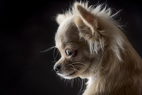 Porträt, Hund, Maulkorb, schwarzer Hintergrund, Chihuahua, HD-Hintergrundbild HD wallpaper
