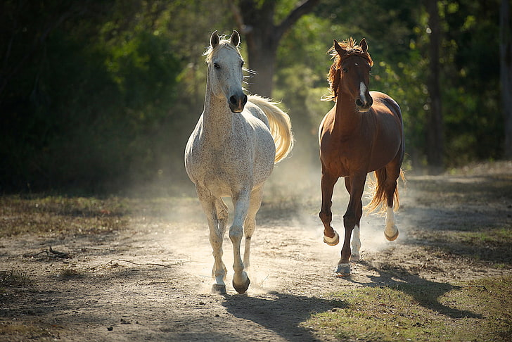 2つの白と茶色の馬、夏、木、背景、馬、ほこり、 HDデスクトップの壁紙
