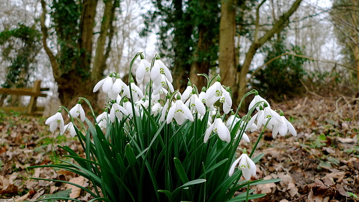 white petaled flowers, snowdrops, grass, flowers, spring, HD wallpaper