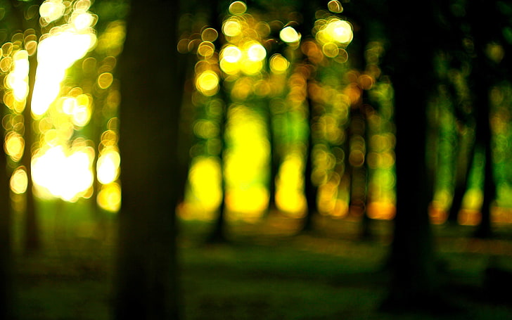 Forest, the sun, macro, trees, nature, widescreen, Wallpaper, blur,  background, HD wallpaper | Wallpaperbetter