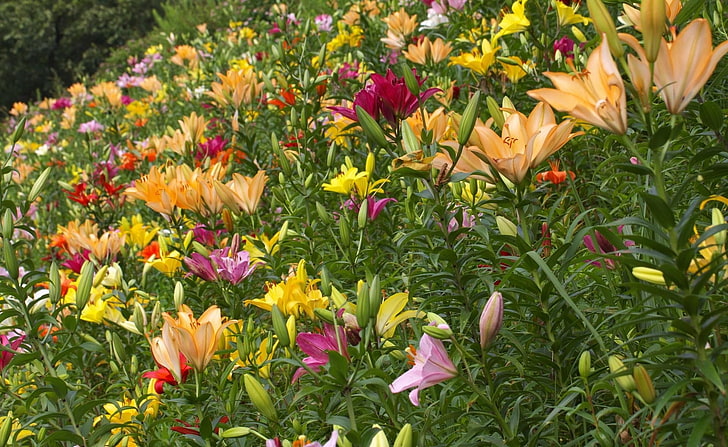 assorted-color lily flower field, lilies, flowers, greenery, diversity, many, HD wallpaper
