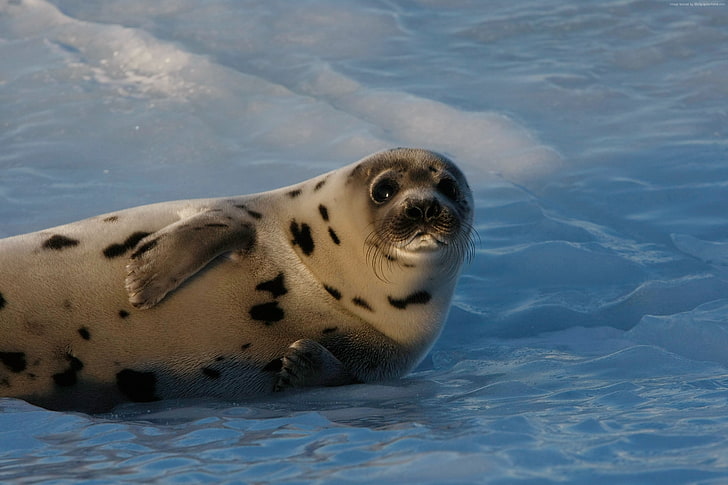 neve, divertente, Oceano Atlantico, cucciolo di foca, Sfondo HD