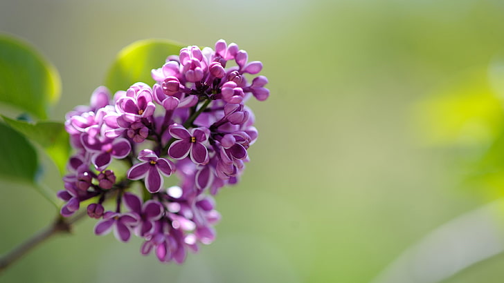 lilac tree, spring, lilac, blooming, flower, HD wallpaper