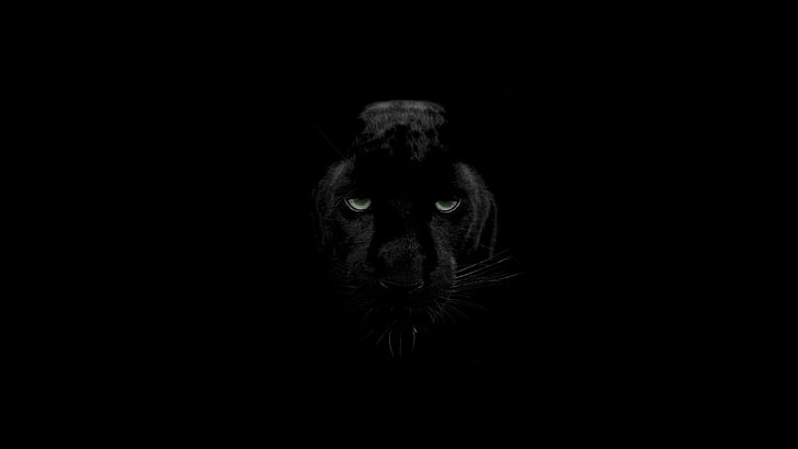 panther, predator, big cat, wildlife, look, HD wallpaper