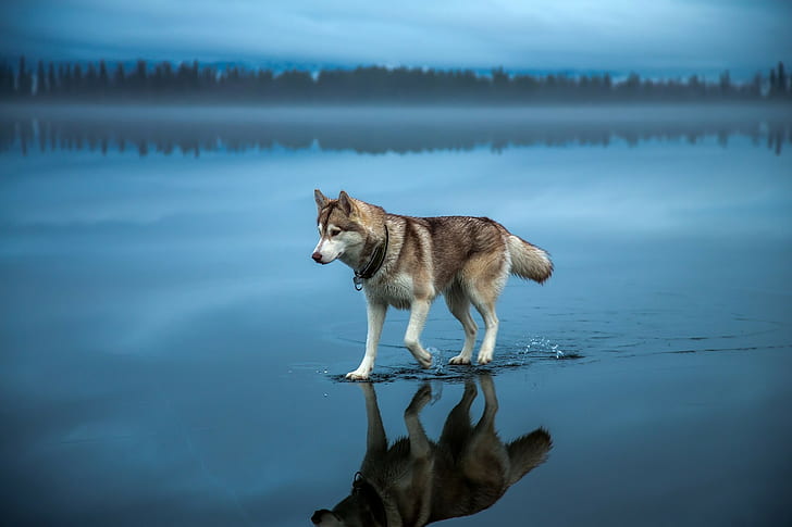 被写界深度自然動物風景犬シベリアンハスキー水木森林ミスト反射雲単独で青い湖、 HDデスクトップの壁紙